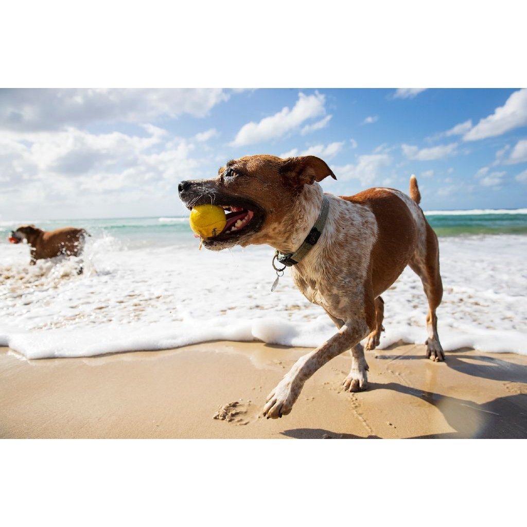 Waboba Woofpack - Set of 3 Dog Toys for Fetching