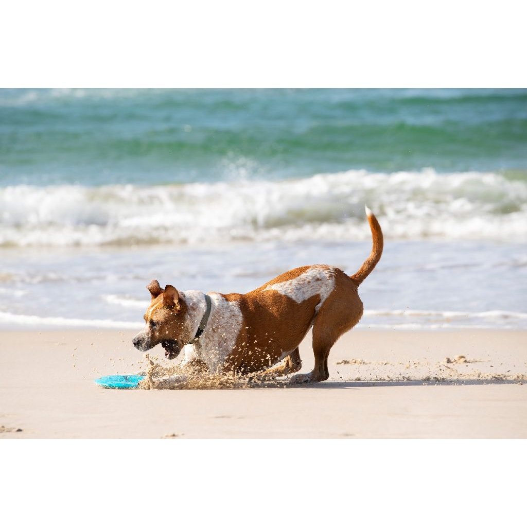 Waboba Woofpack - Set of 3 Dog Toys for Fetching
