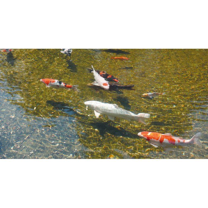 UVC Sterilizer - UBBINK - AlgClear 20000 - 18W - For Ponds up to 10 m³