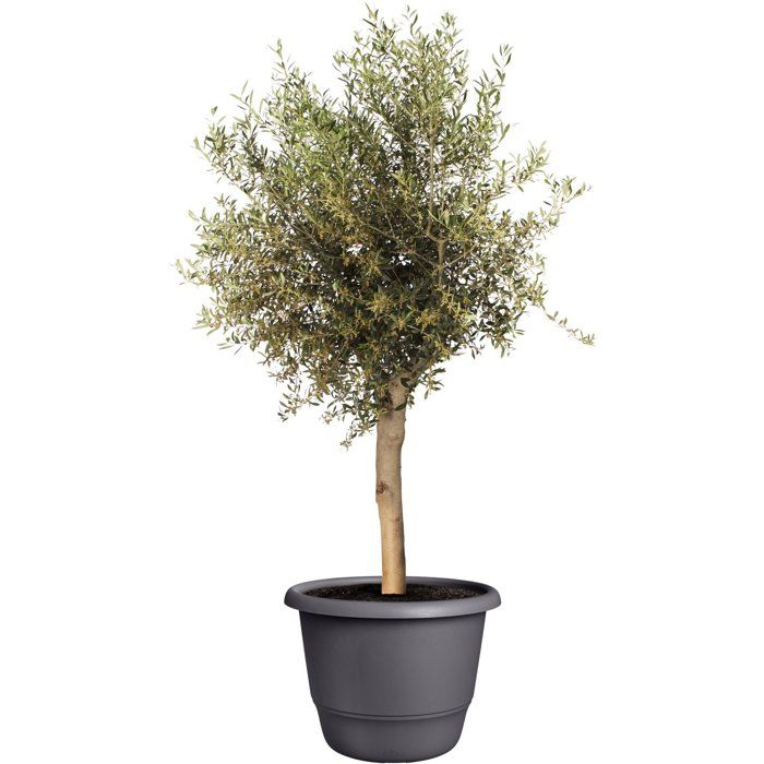 ELHO Amiga Round Flower Pot 55 - Black - Ø 55 x H 51 cm - Outdoor
