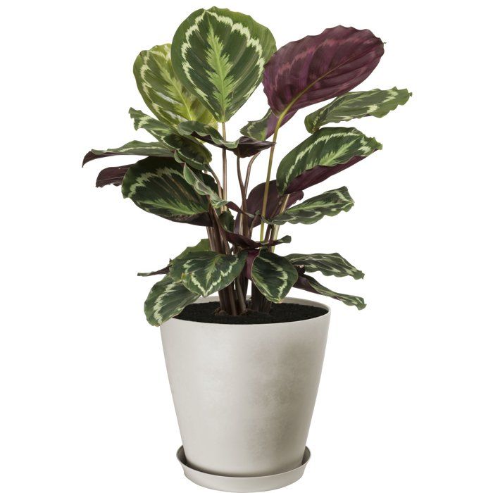 GARDEN ID Round Flower Pot - Swing Cone - Ø 35 - 23 L - 34 cm - Stone