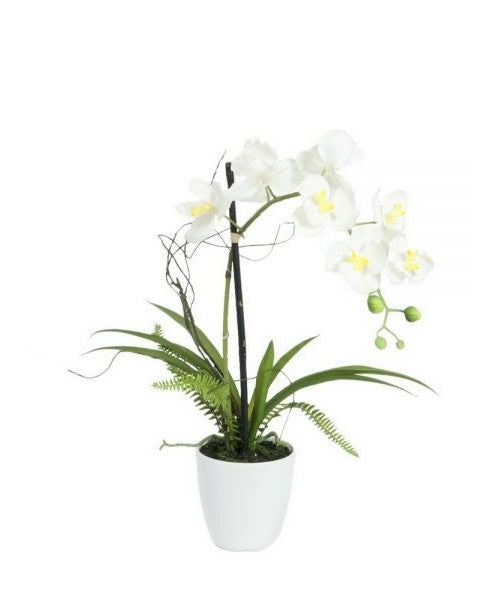 EUROPALMS Orchideen-Arrangement 1, künstlich (82530346) afbeelding 1