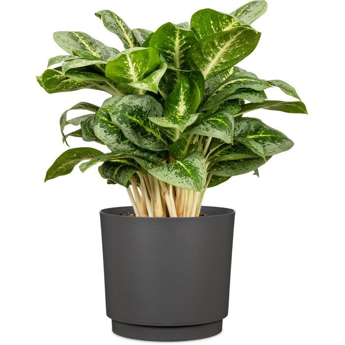 GARDEN ID Round Cache-Pot - Flat - Ø 25 - 7 L - H 22 cm - Anthracite