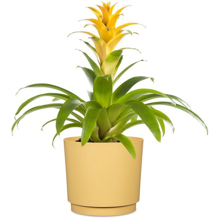 GARDEN ID Round Cache Pot Ø 25 cm - 7 L - H 22 cm - Yellow