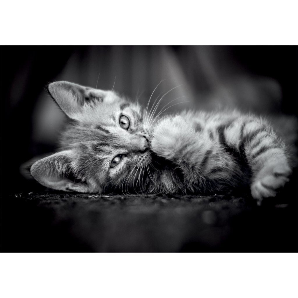 Clementoni High Quality Collection Kitten Puzzle 1000 Pieces + Poster