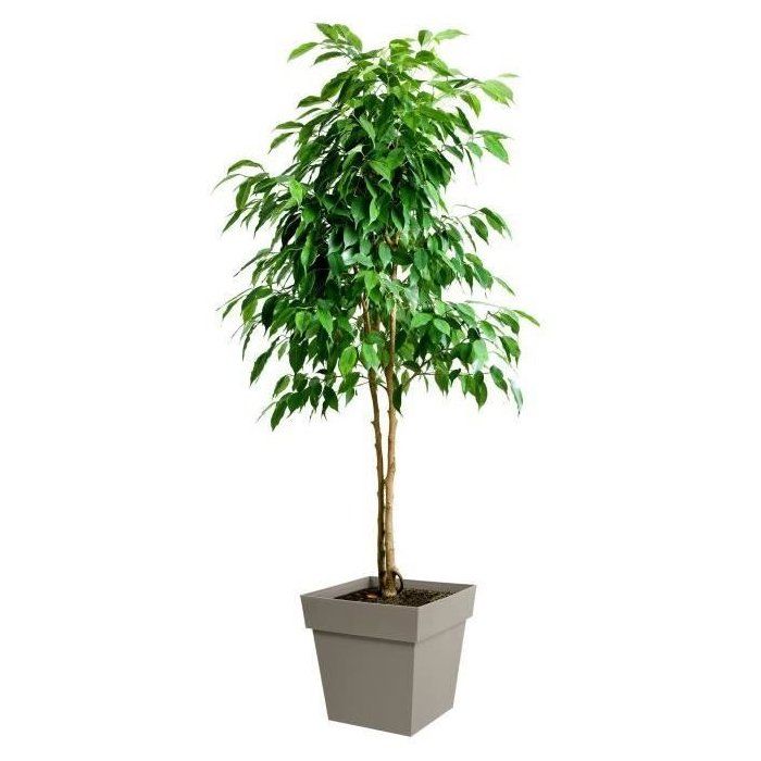 Square Flower Pot 40 cm - EDA - Tuscany - 38 L - 39 x 39 x H.39 cm - Taupe