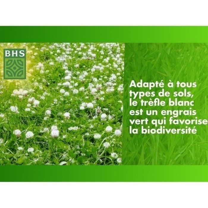 Trefle Blanc - BHS - 500 m²| Favorise la biodiversité, s'adapte a tous types de sols et résiste au piétinement.