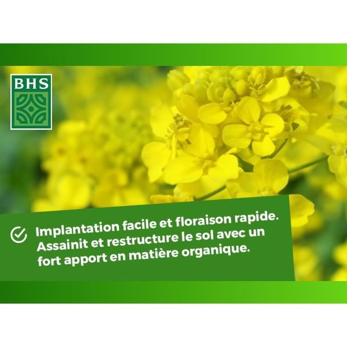 BHS Green Manure - White Mustard - 500 g 100 m² Improves soil fertility