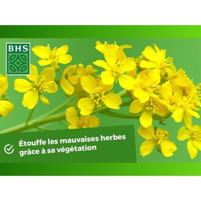 BHS Green Manure - White Mustard - 500 g 100 m² Improves soil fertility