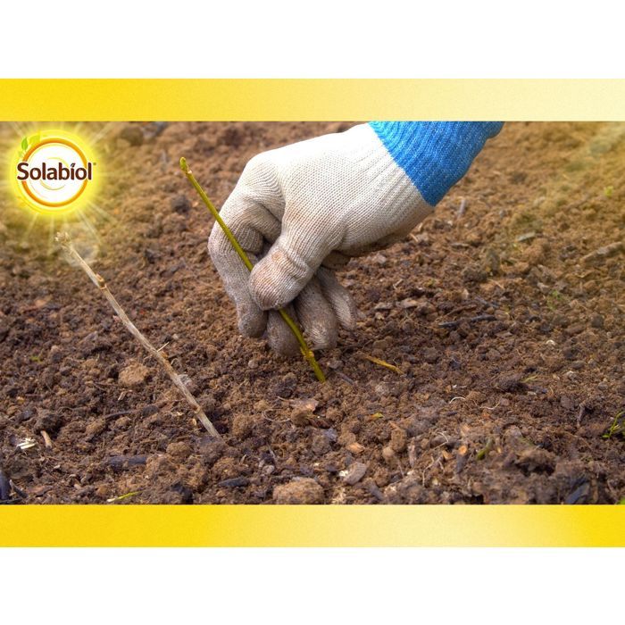 SOLABIOL Bouturage osiryl - 40ml - Jusqu'a 20L de solution - Stimulateur racinaire - Utilisable sur boutures & plantes repiquées