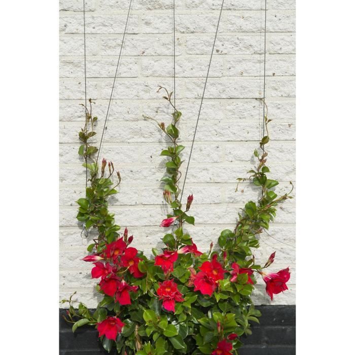 NATURE Metal Trellis - Training Kit for Climbing Plants - Galvanized Wire Ø1.8 mm x 10 m