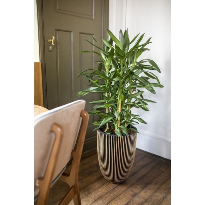 CAPI EUROPE Elegant GROOVE Vase - 46x58 cm Black and Gold