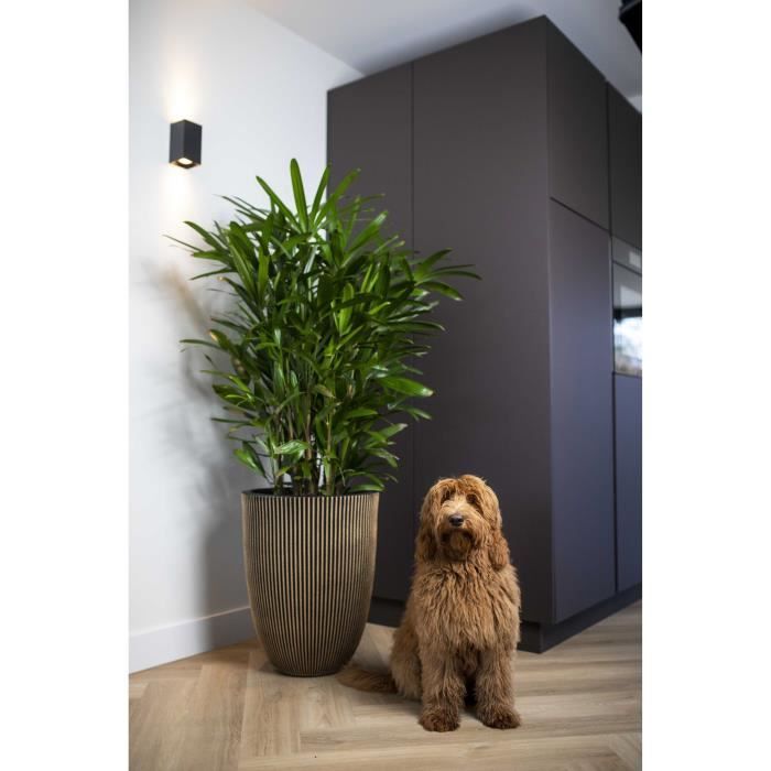 CAPI EUROPE Elegant GROOVE Vase - 46x58 cm Black and Gold
