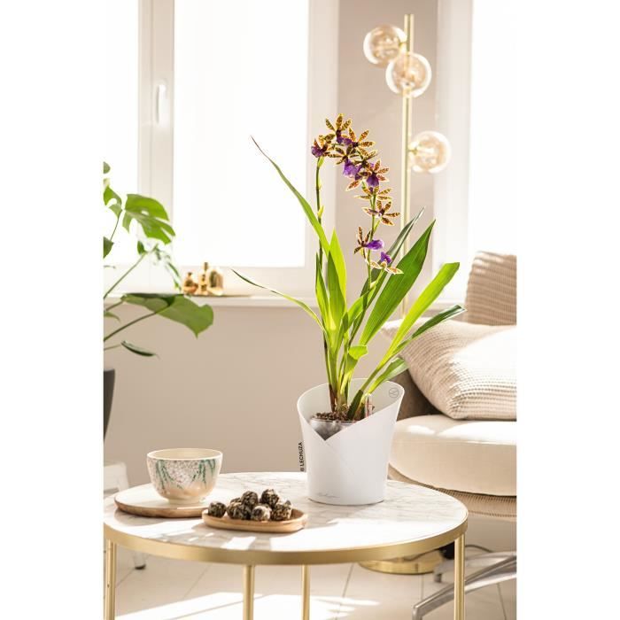 LECHUZA Jardiniere ORCHIDEA ALL-IN-ONE Matte white