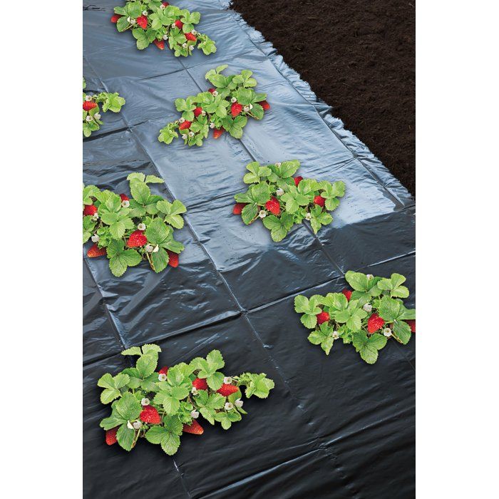 Film paillage fraises -NATURE - 1,4 x 10 m - Ep. 50µ - Noir micro-perforé