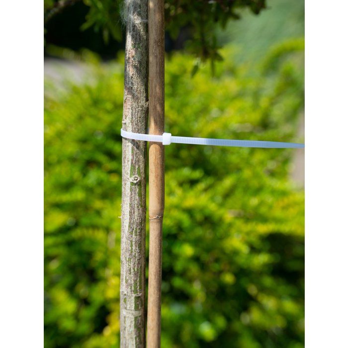 NATURE Plant Support Collar - 15 cm - Pack of 25 - Transparent