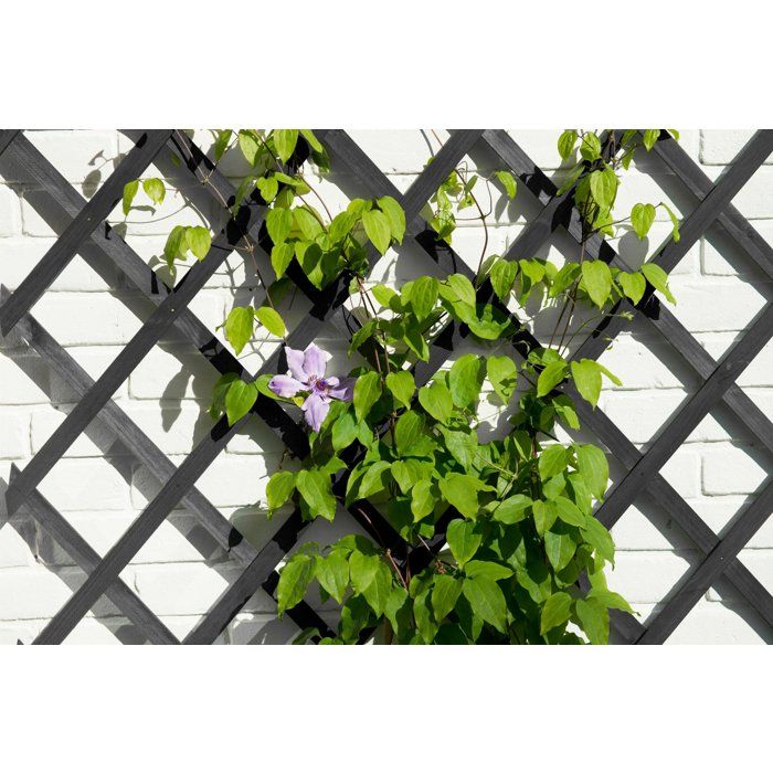 NATURE Expandable Trellis - Wood - 150 x 50 cm - Anthracite - With Fixing Kit