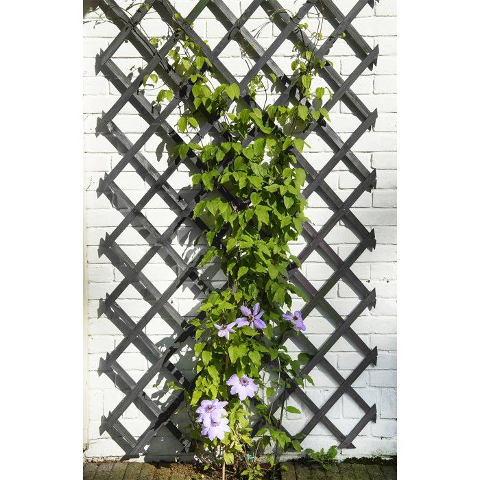 NATURE Expandable Trellis - Wood - 150 x 50 cm - Anthracite - With Fixing Kit