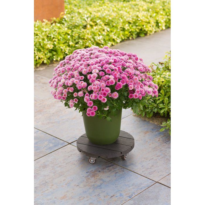 NATURE Plant Pot Stand with Wheels - WPC - H7.5 x Ø30 cm - Anthracite