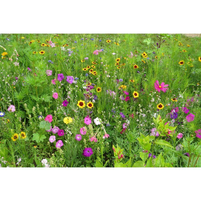 BHS Butterfly Flower Mix - 230 g - 39 Annual and Perennial Varieties