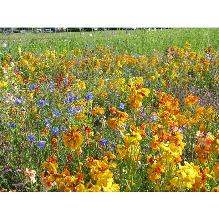 BHS Perennial Flower Mix for Birds - 230 g - 18 Perennial Varieties