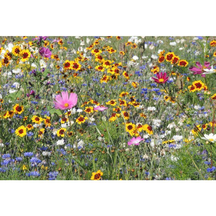 BHS Bee Flower Mix - 230 g - 26 Varieties of Annual Flowers