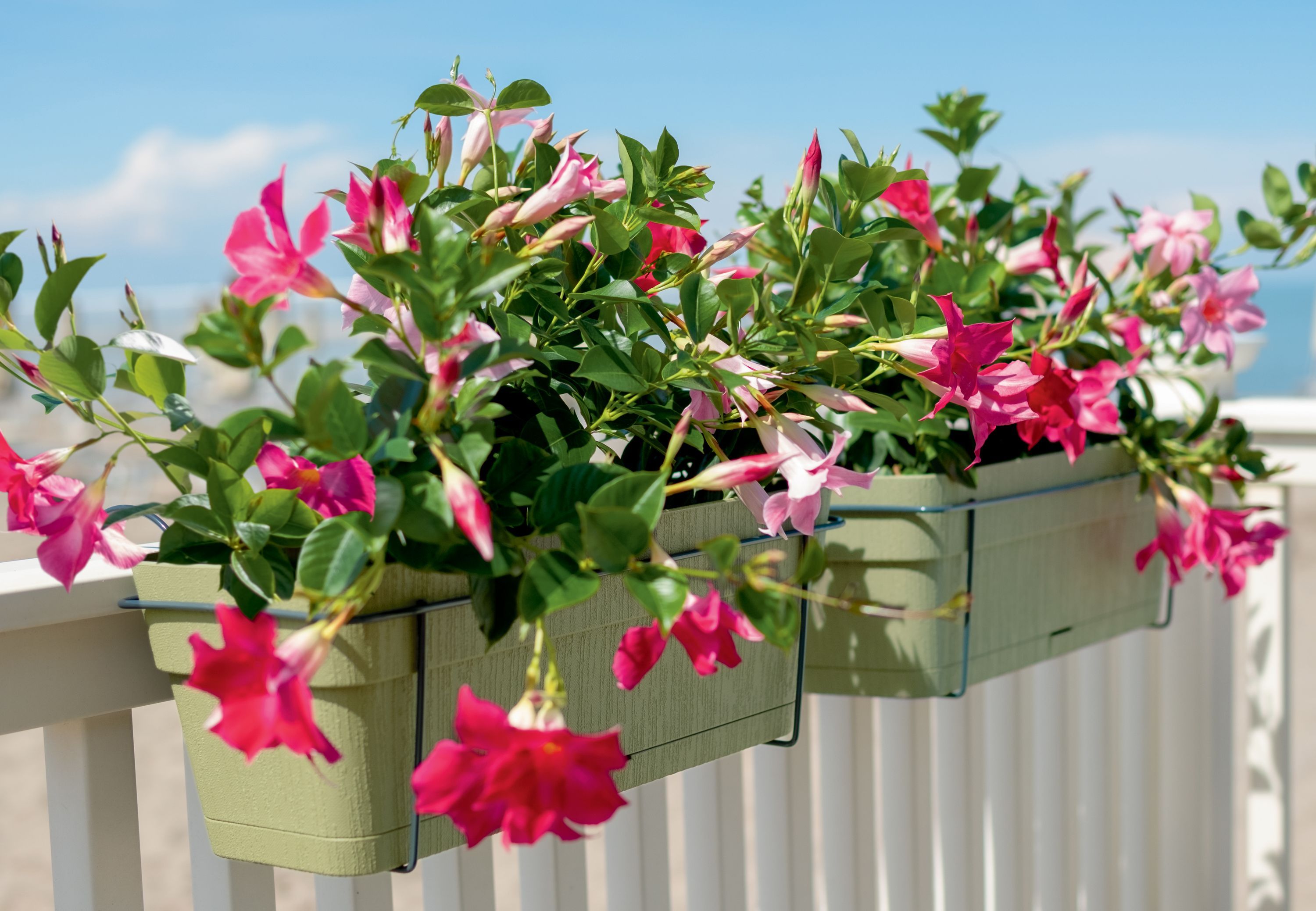 STEFANPLAST Balcony Planter ETHICA 9 L 50x18x17 cm Chalk h17