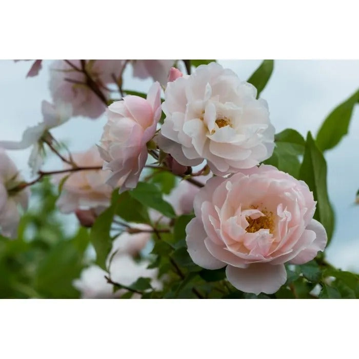 FERTILIGENE Fertilizer 1014 g for Gardening
